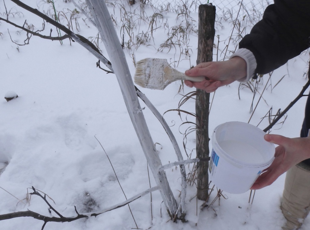  Побелите ствол