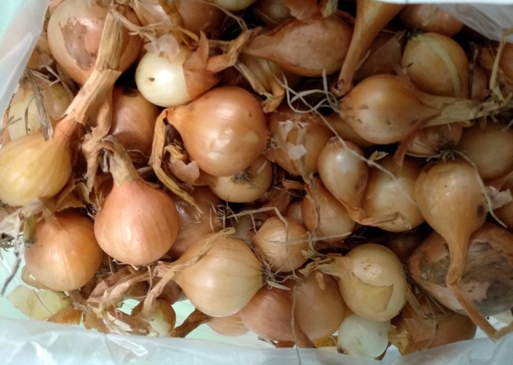  Лук-севок Штутгартер Ризен