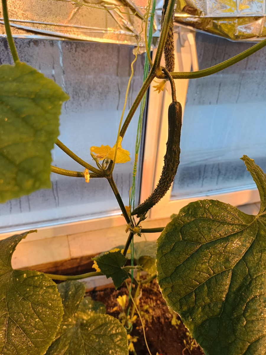 Огурчики сорт "Китайский змей" (Две штуки уже слопали😋) 