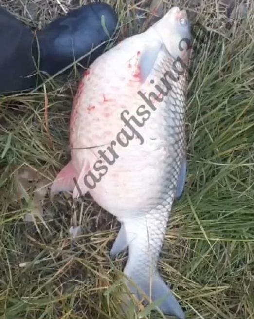 Фото: Астраханская рыбалка и охота 