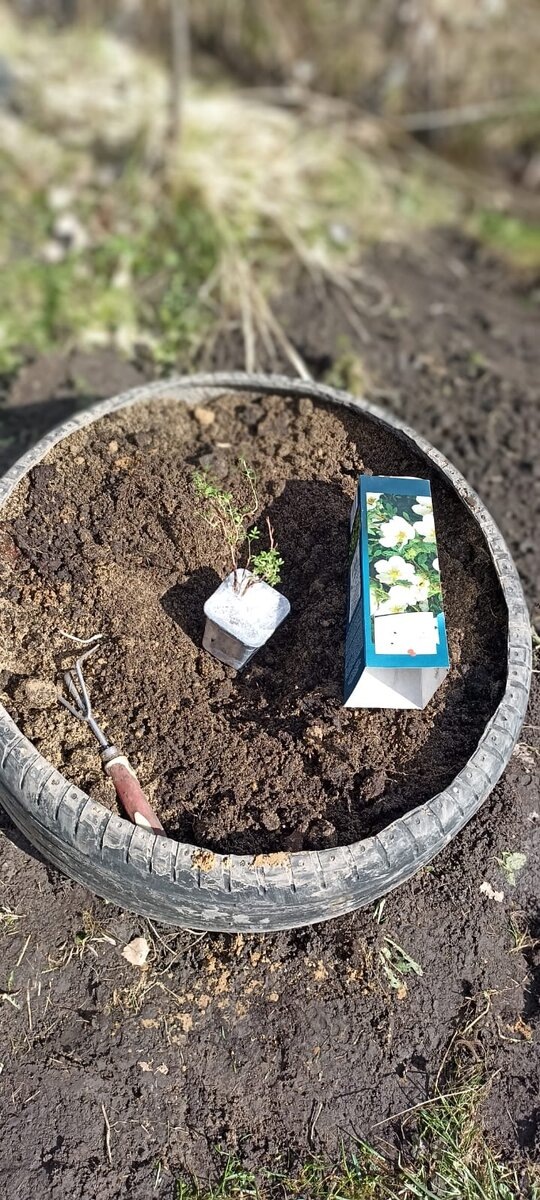 Лапчатка кустарниковая белая 13.04.2024