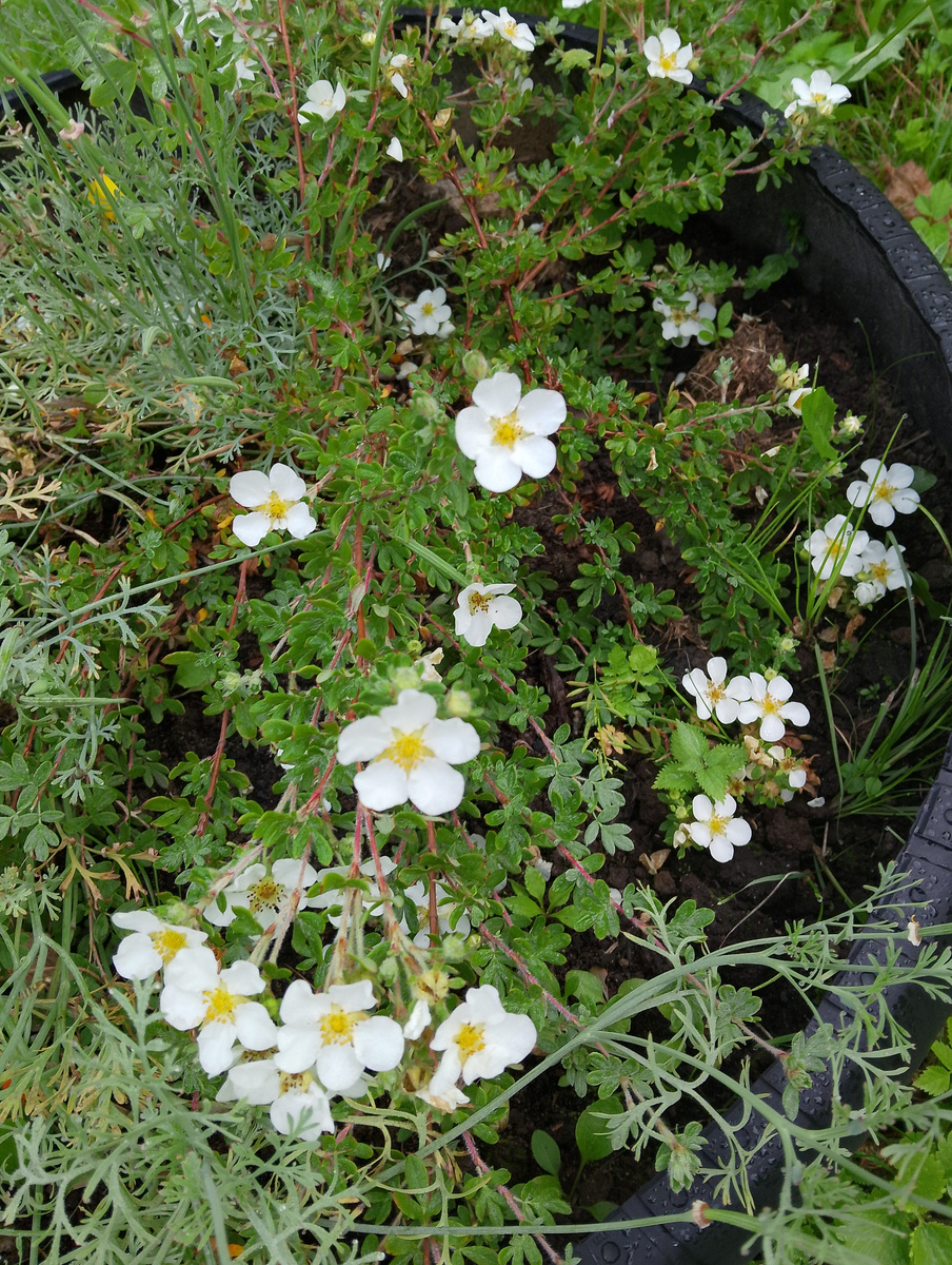 Лапчатка кустарниковая белая