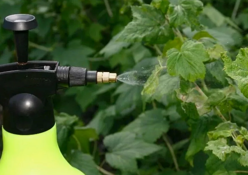 Опрыскивание от тли