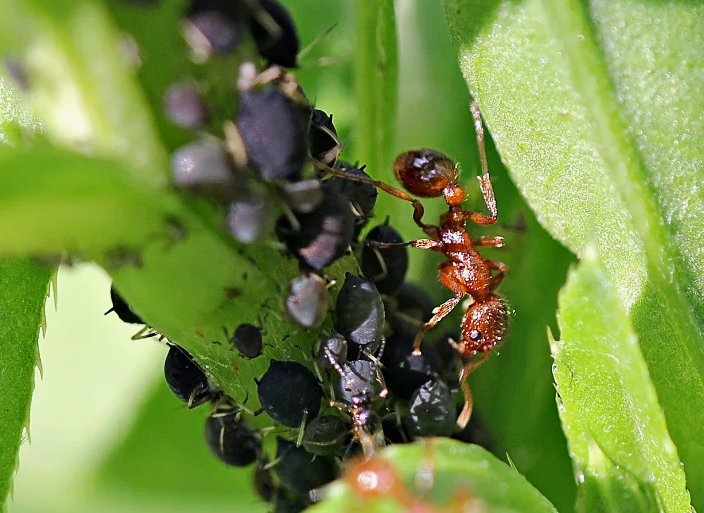 Тля на растениях