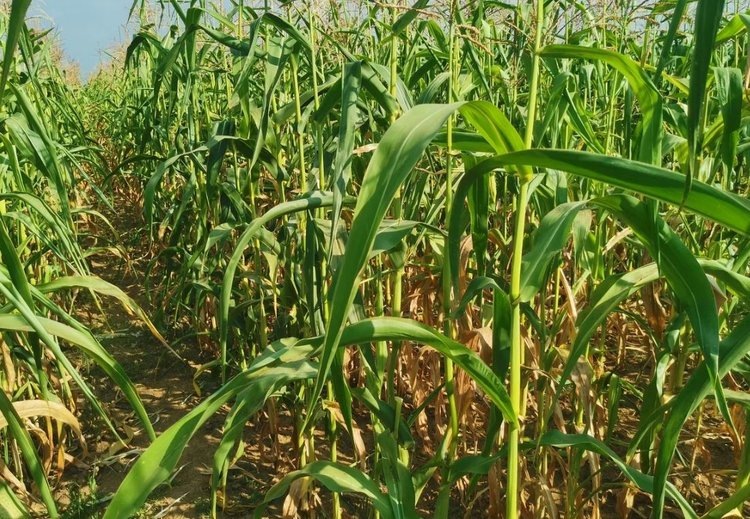    Система защиты культур выпуском энтомофагов: виды и нормы