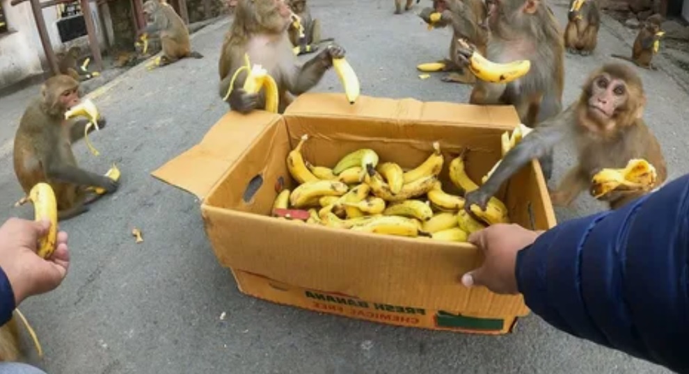 Быстро ли обезьяны съедят эти бананы?