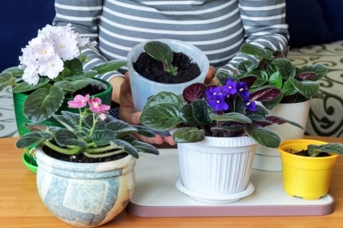    Зацветет даже зимой.