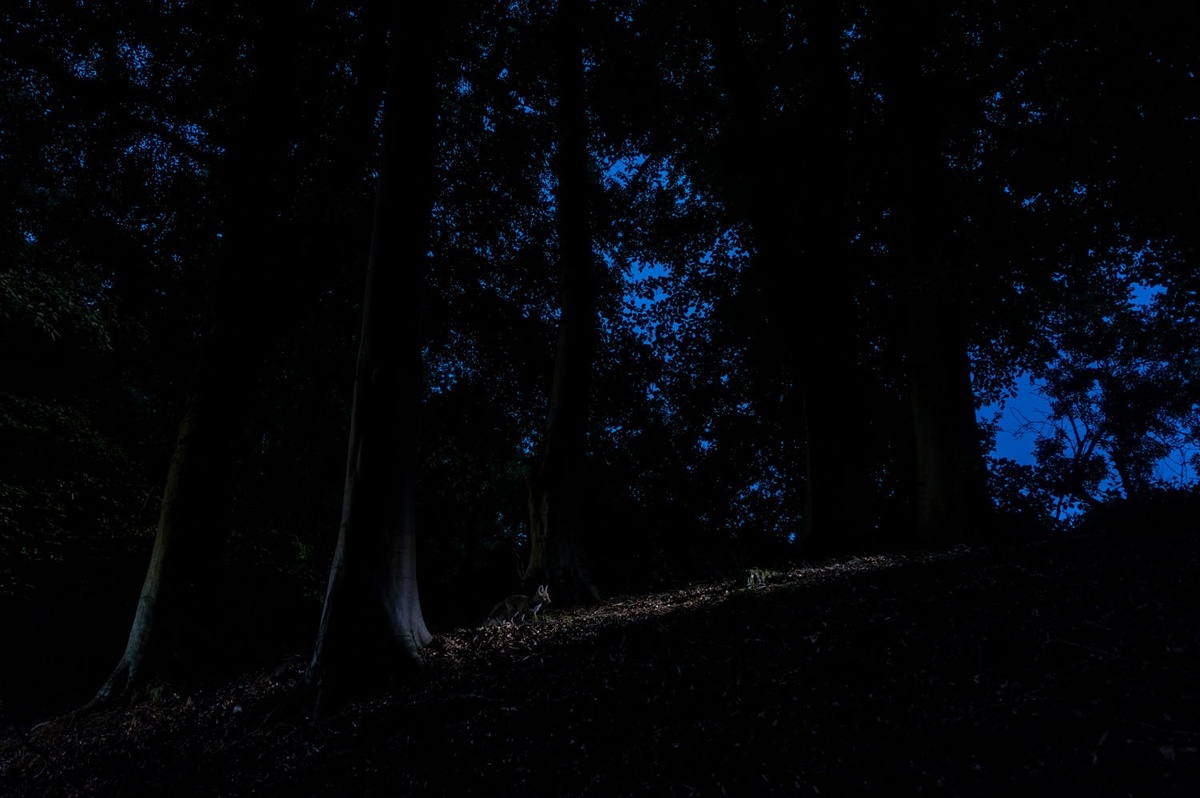    Победитель в категории «Млекопитающие». Robert Canis, gdtfoto.de