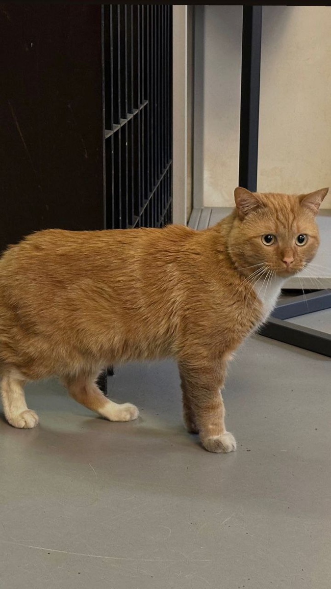 Кот Фрост. Фото: музей Анны Ахматовой 