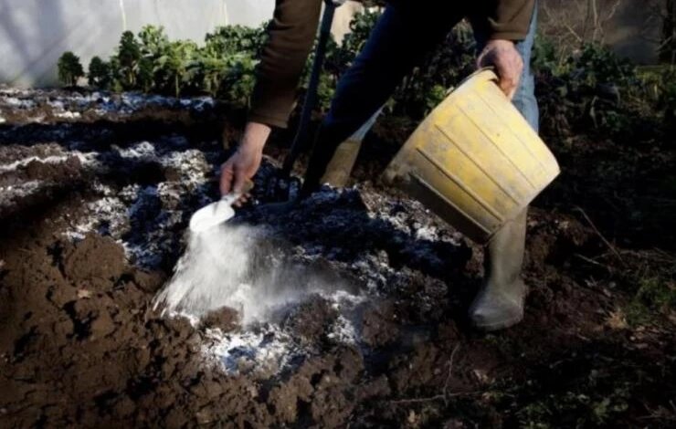 Фото: antonovsad.ru