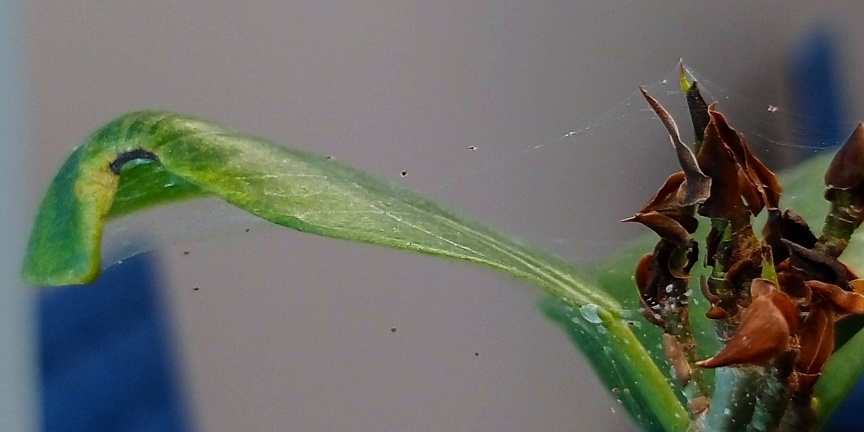 Паутинный клещ на фикусе.