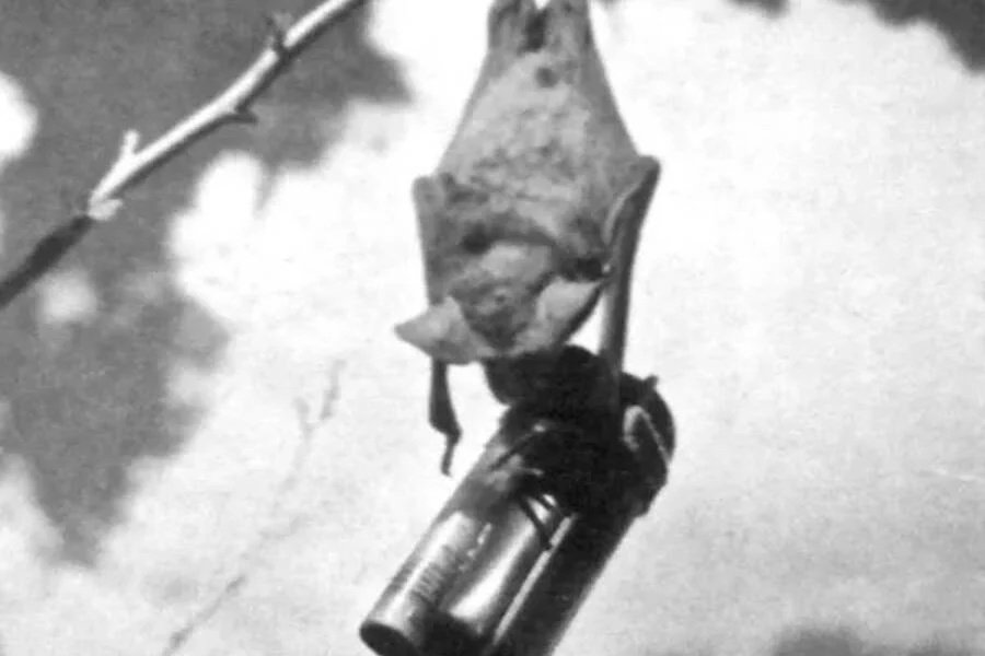 Летучая мышь с бомбой