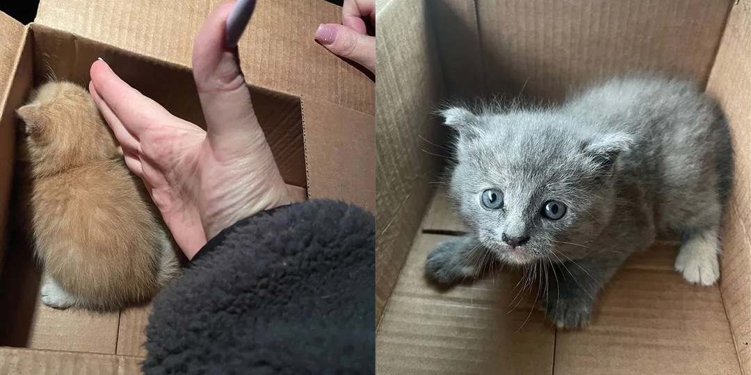 Дежавю: в тверском кафе в стене опять плакали котята