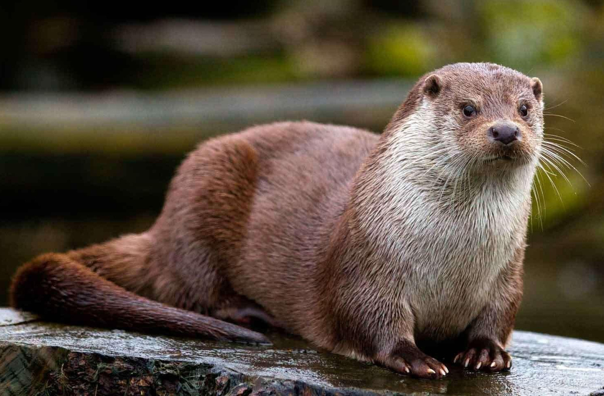 Всем привет, я речная выдра или Lutra lutra, как любят обзываться эти ваши "ученые" (еще бы тумба-юмба назвали, тьфу)