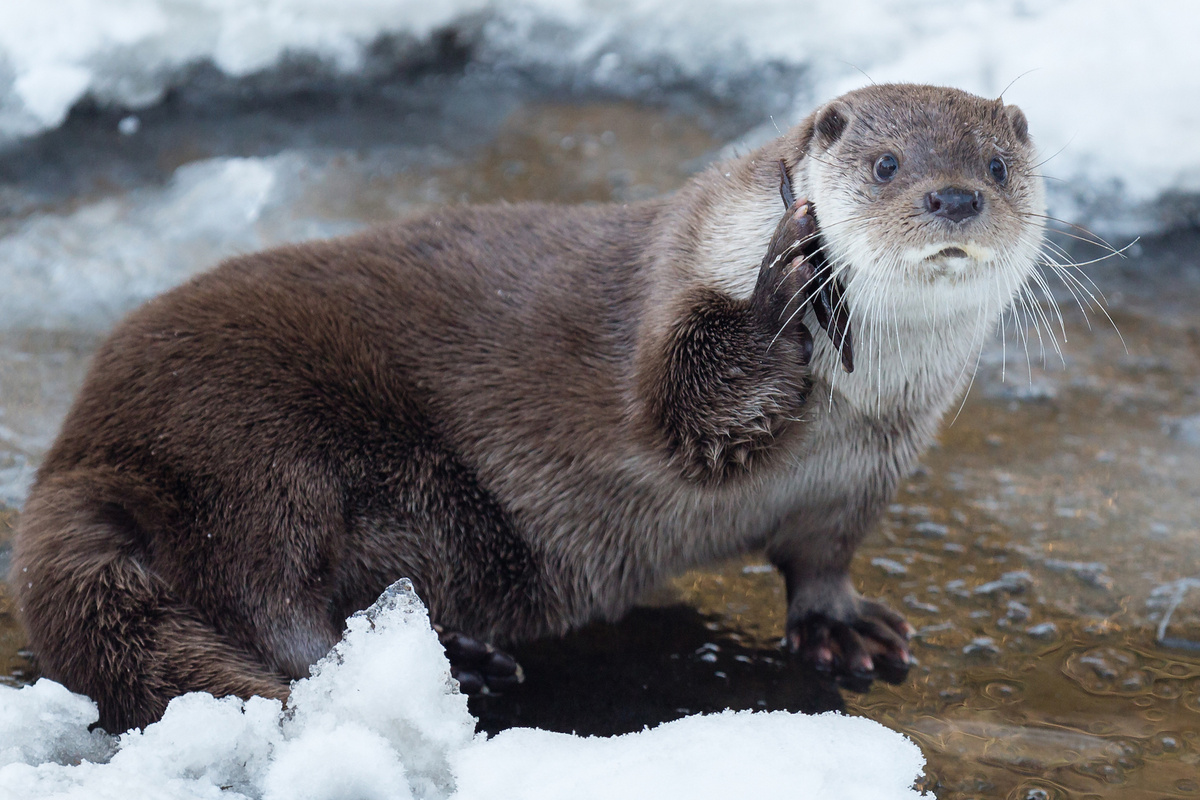Один звонок - и ни удочек ваших, ни поплавков.