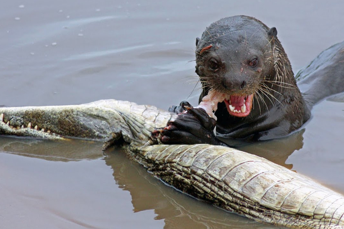 суровый братишка, бразильский гигант