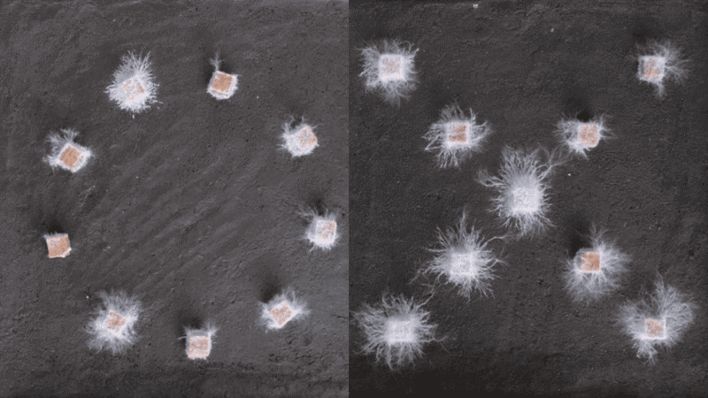 Вы будете удивлены тем, на что способны грибы