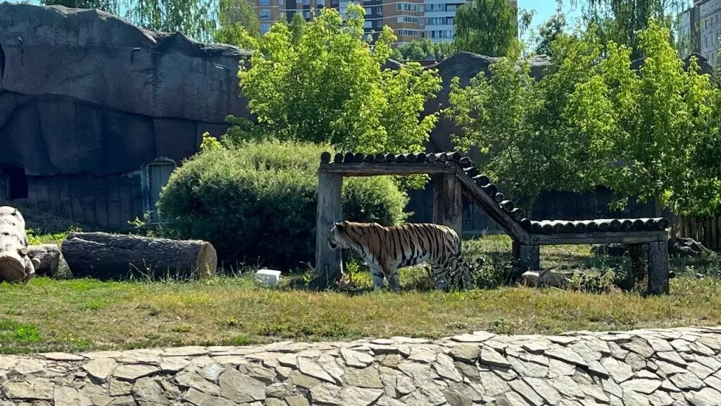     Источник: Пресс-служба зоопарка Ижевска