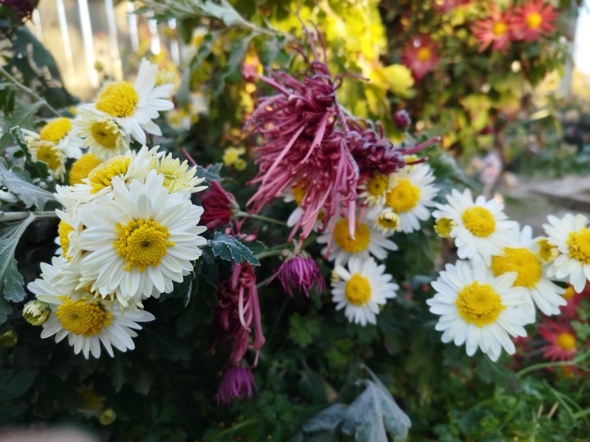 Эта бело-жзелтая хризантема в начале роспуска выглядит обычной ромашкой. Но затем желтая сердцевинка также начинает распускаться, наполняясь крошечными дудчатыми цветочками, становясь объемной и выпуклой, как шишечка. Но в этот раз ее жахнуло морозом. Отойдет ли?..