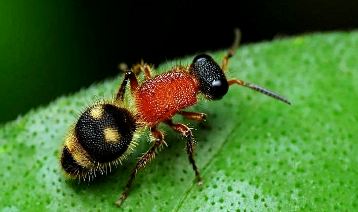 Снимок: youla.ru