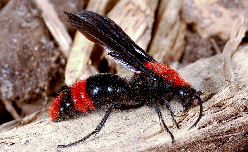 Источник фото: genent.cals.ncsu.edu