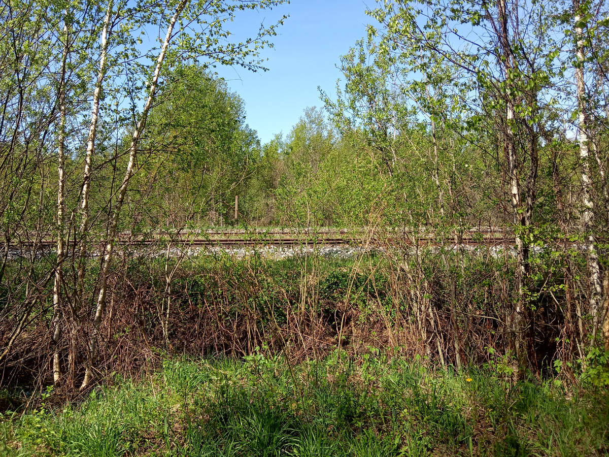 По пути от станции к поселку. листаем галерею.