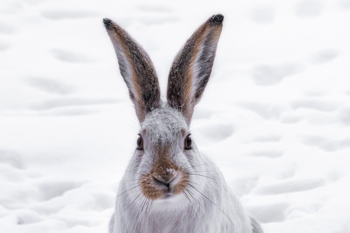     Чем кролик отличается от зайца: у этих животных на самом деле мало сходств