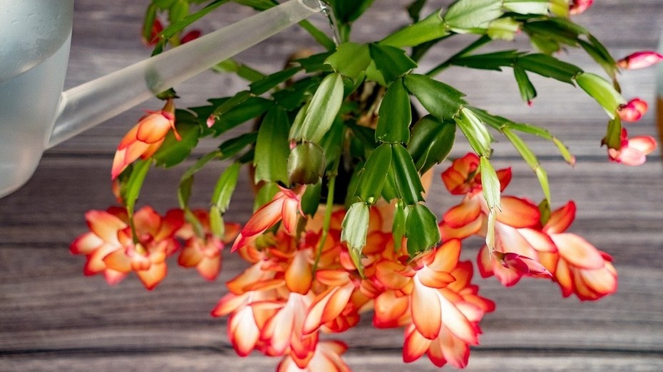 ShutterStock/Fotodom.ru