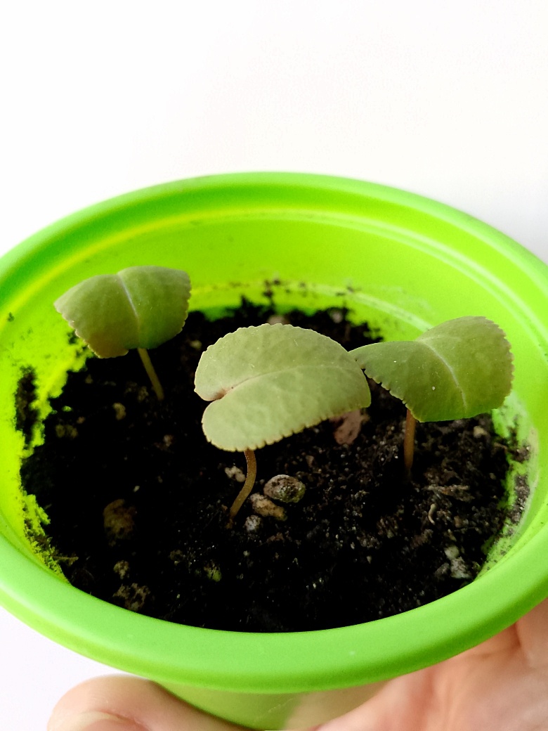 Вторая партия цикламенов, но первый настоящий лист не думают выпускать