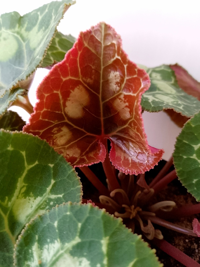 Молодые листья красного цвета, которые со временем станут зелёными