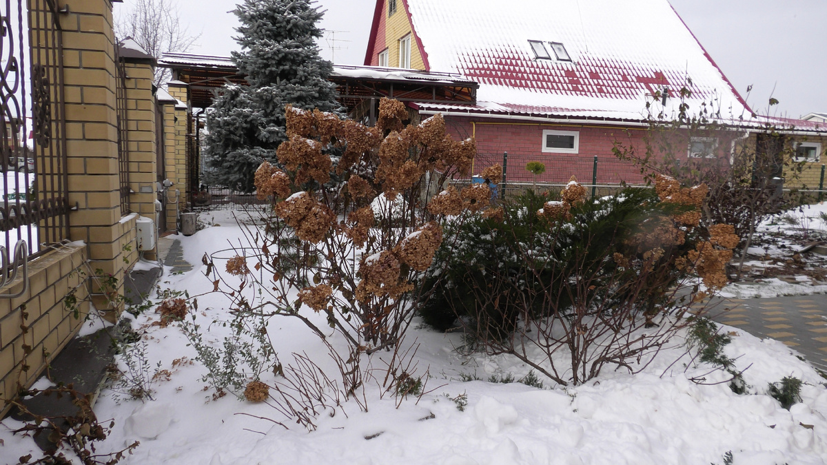 Сад в начале зимы