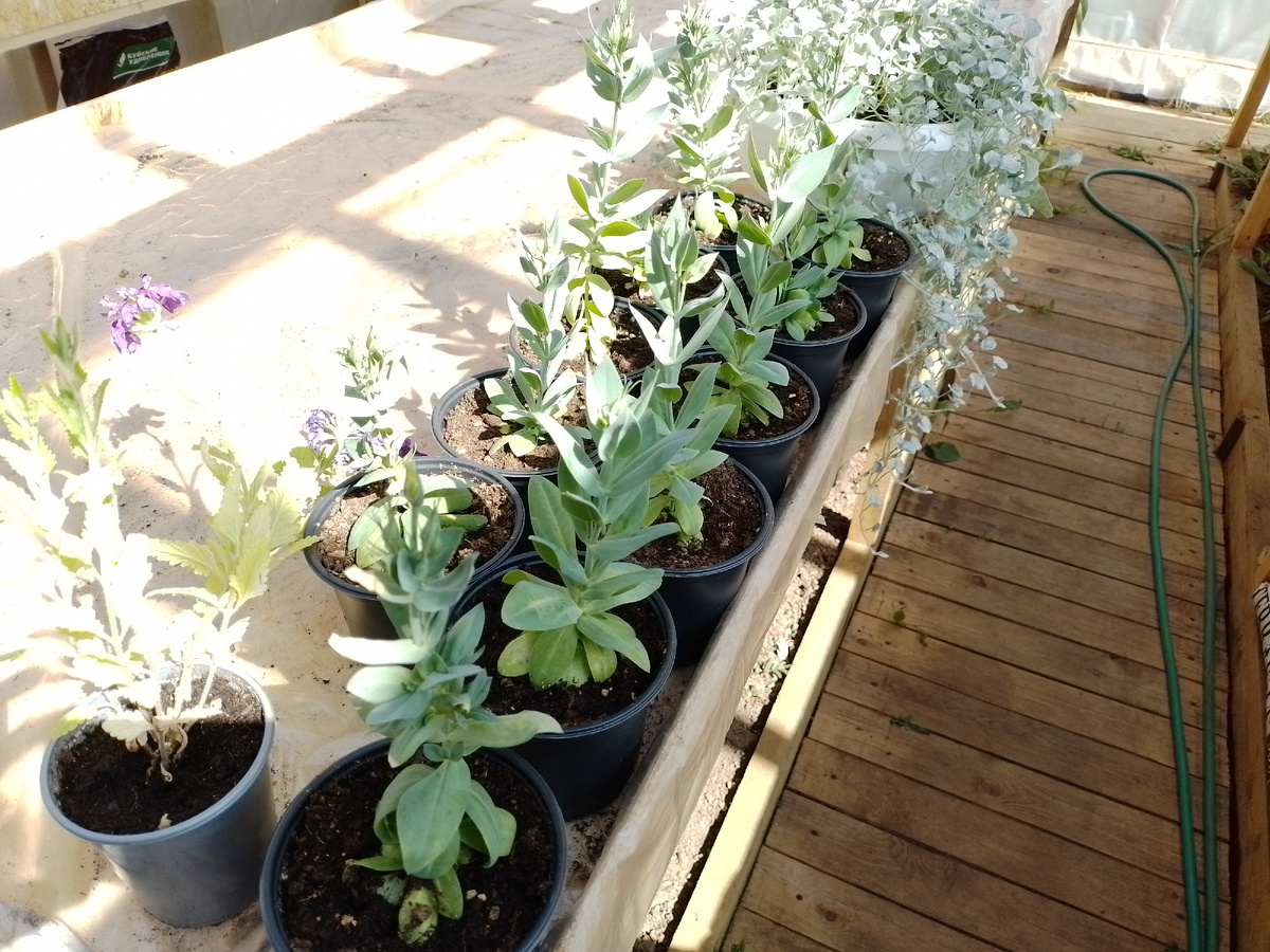 Остатки наших эустом в июне месяце, ещё не цветёт 