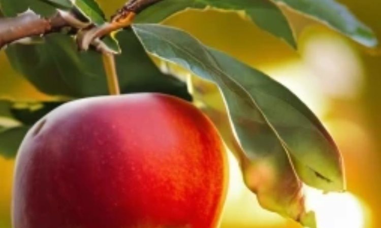    Фермер соевод из Орловской области дополнит свой аграрный ландшафт яблонями