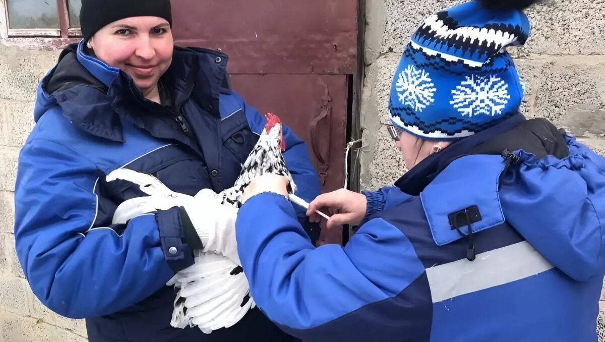     Автор: Управление ветеринарии Ставропольского края