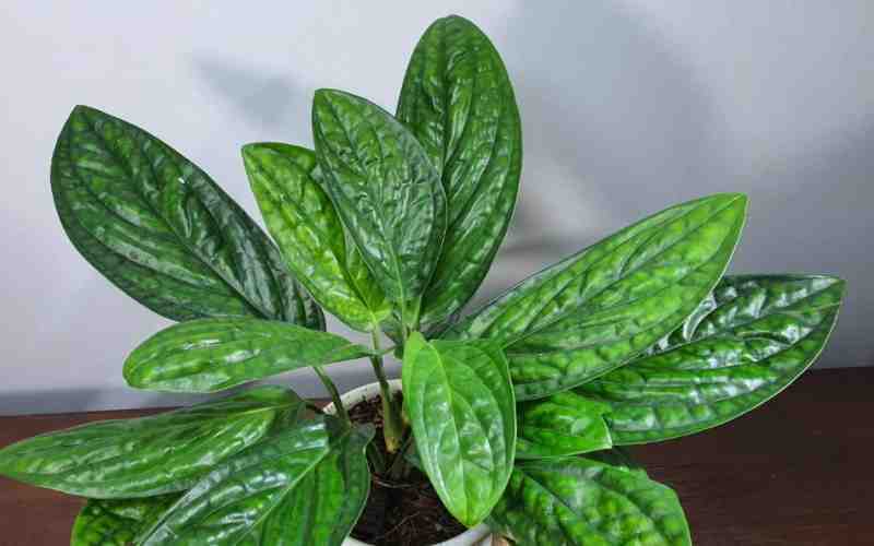 Карстенианум (фото из интернета) 