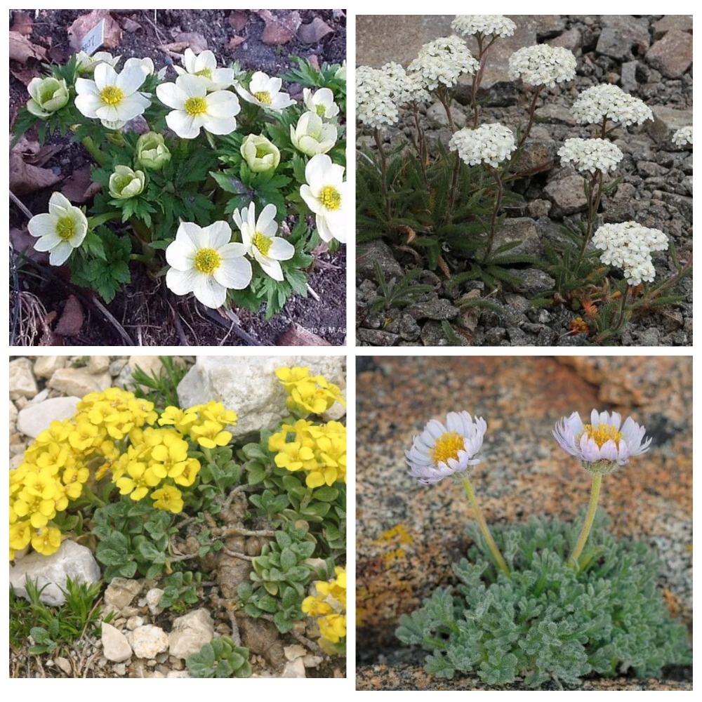 мой коллаж из сети