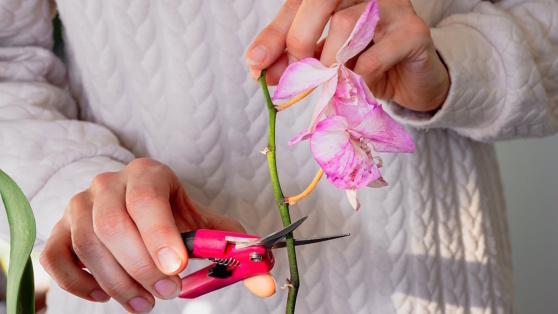    Нужно ли обрезать комнатные растения и как это делать: мнения экспертов Алина Городниченко