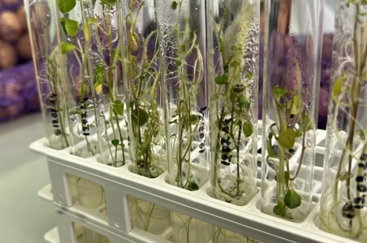    В Пензе создали картофель, который растет в засушливую и знойную погоду