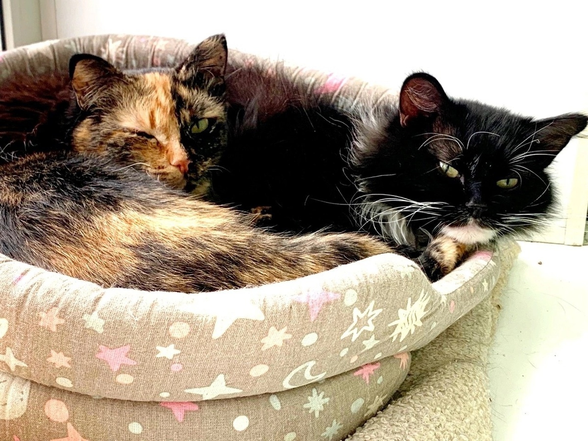 Парочка не разлей вода