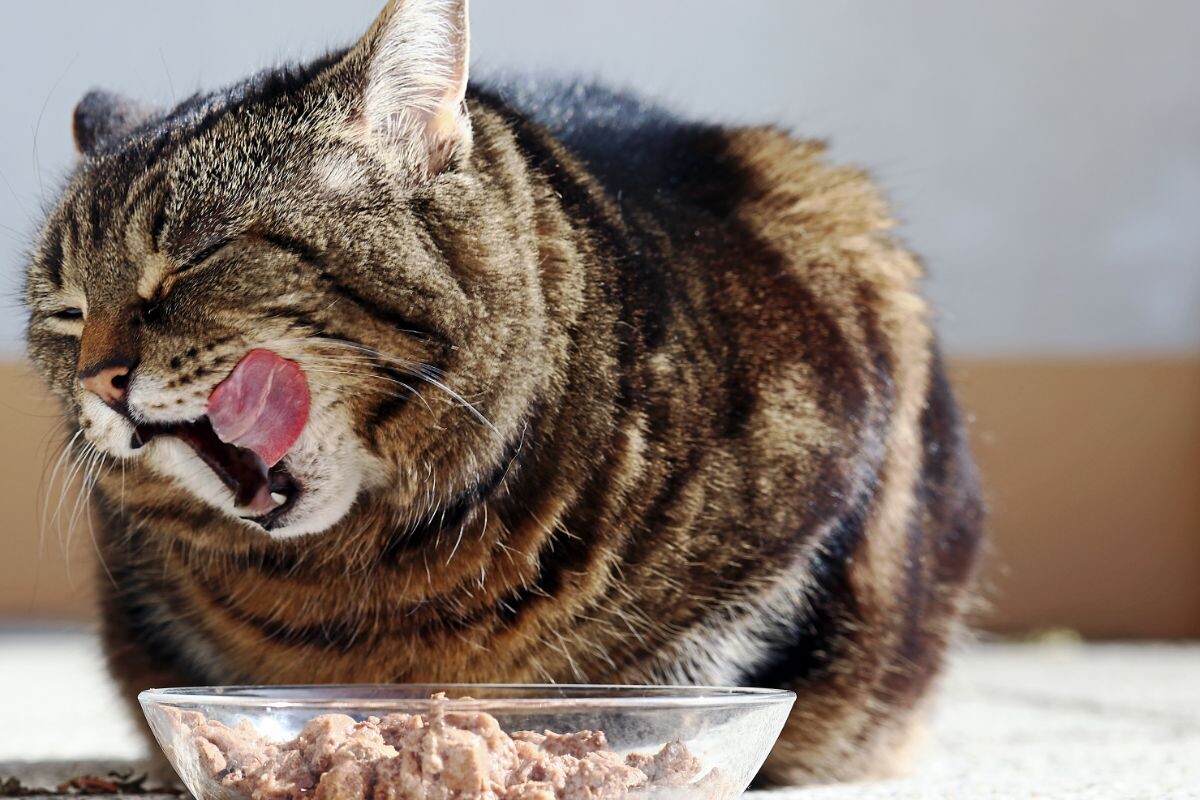 Можно ли кормить кошку только влажным кормом