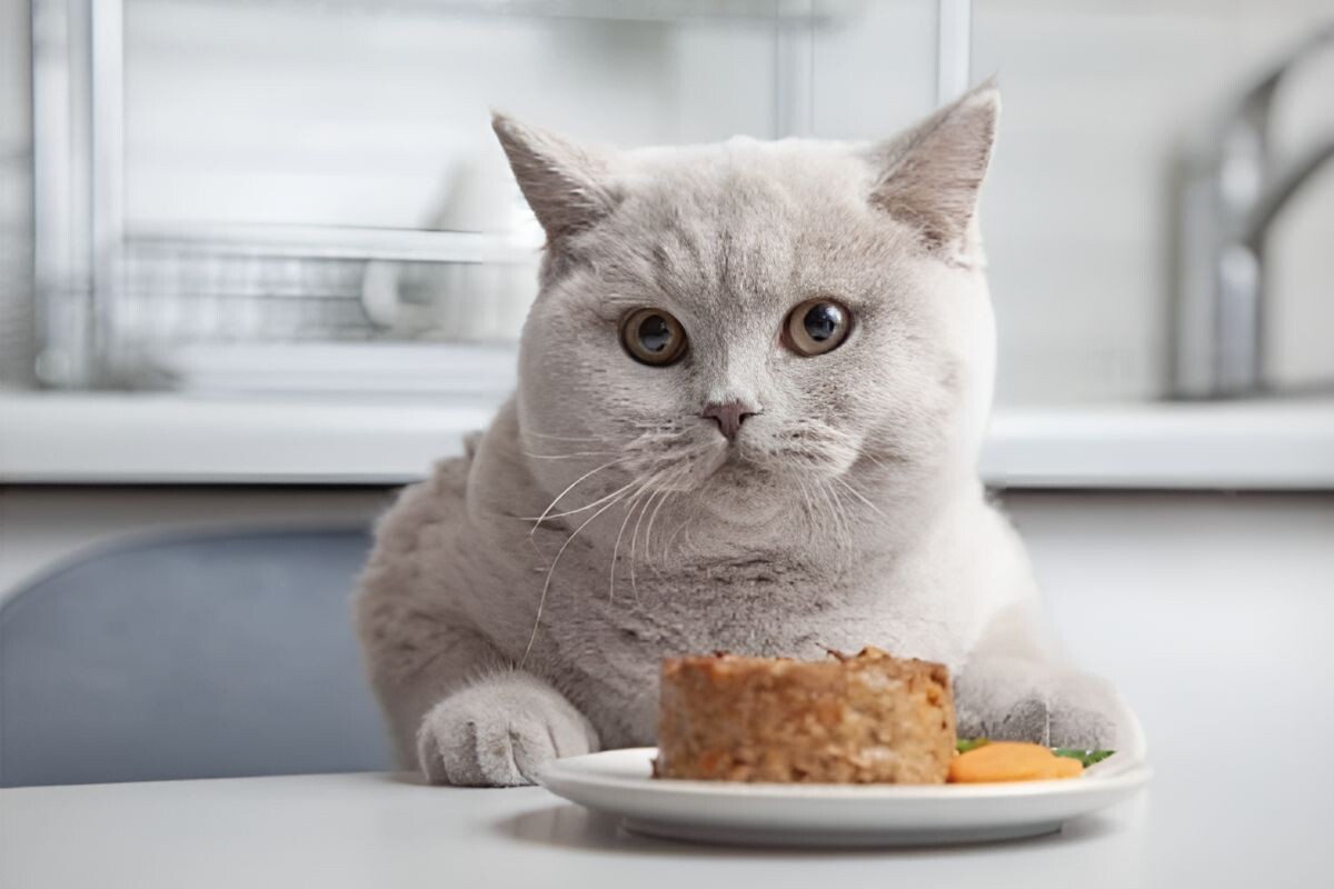 Кот с влажным кормом 