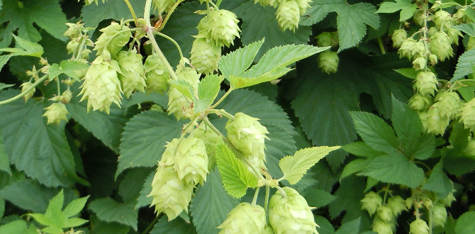 Красивая эффектная лиана, но очень агрессивная