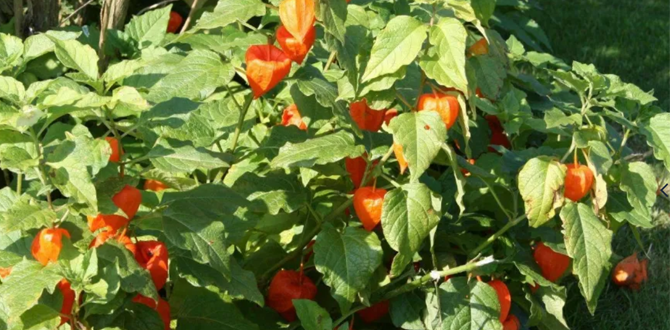 Физалис декоративный