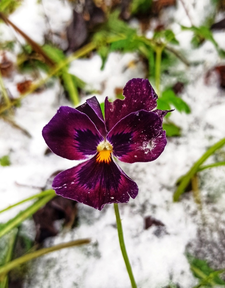 Цветы на снегу.