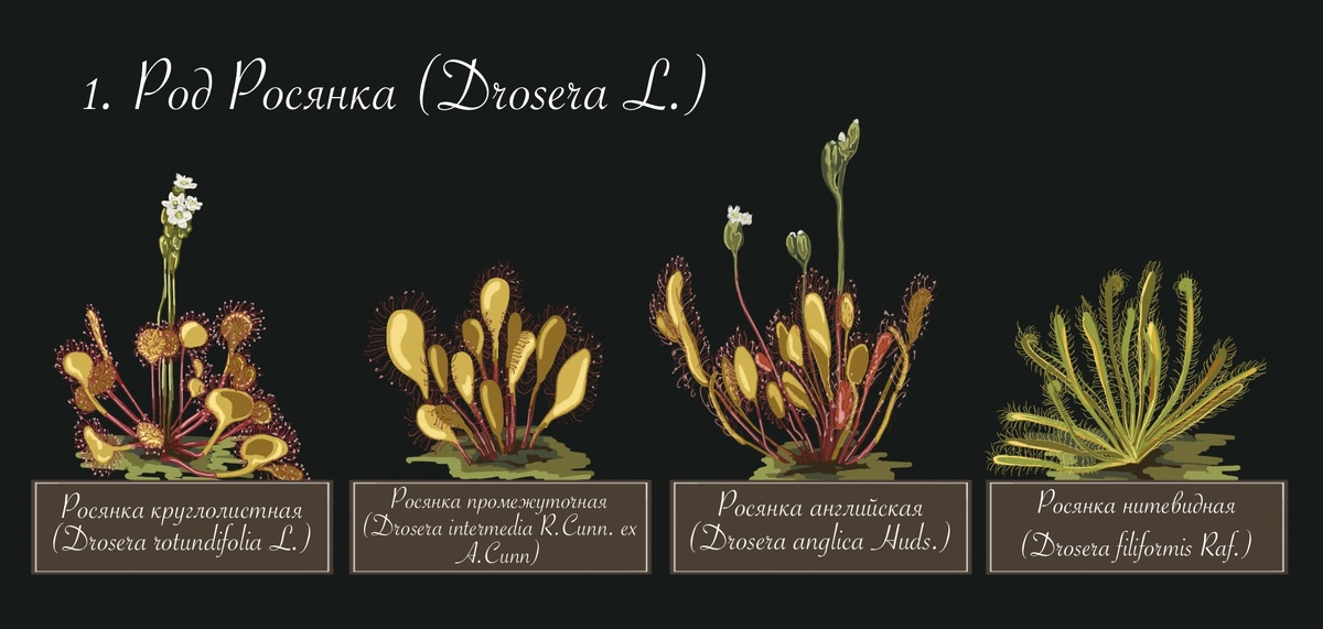 Иллюстрация 1. Виды Росянок, способные расти в средней полосе России 