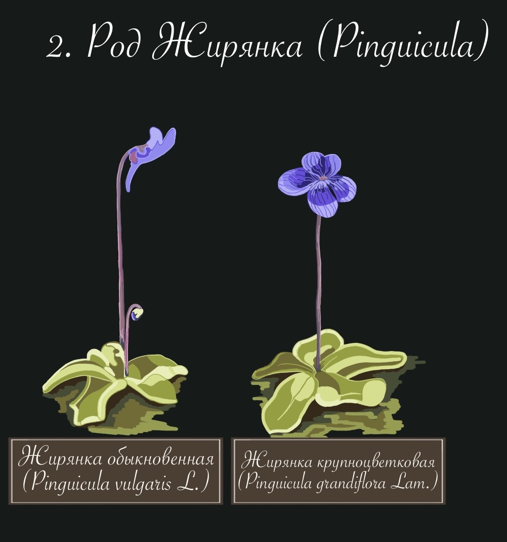 Иллюстрация 2. Виды жирянок, способные расти в средней полосе России