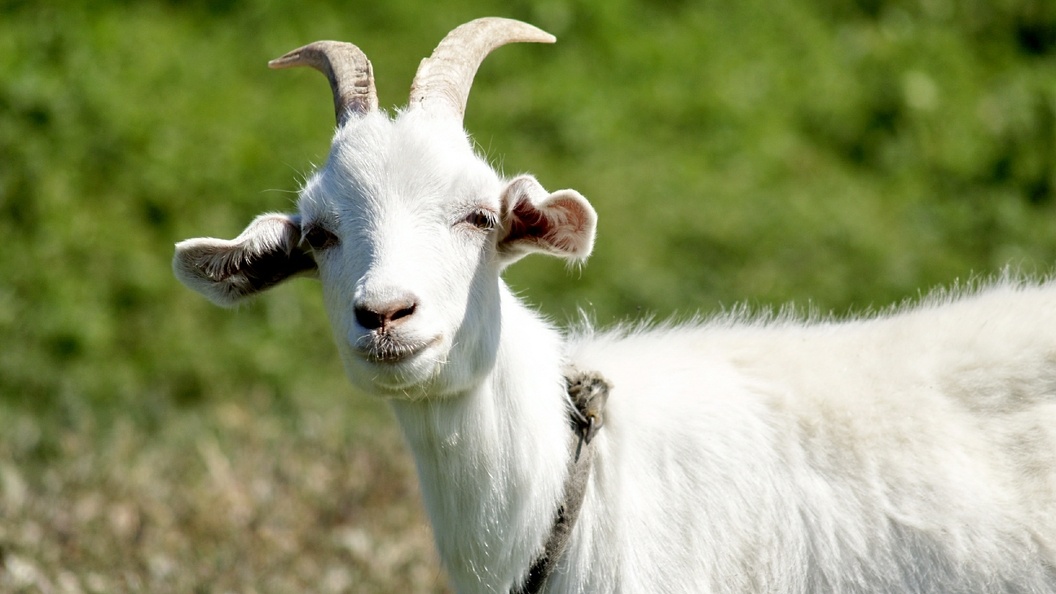    Alexander Legky/Globallookpress