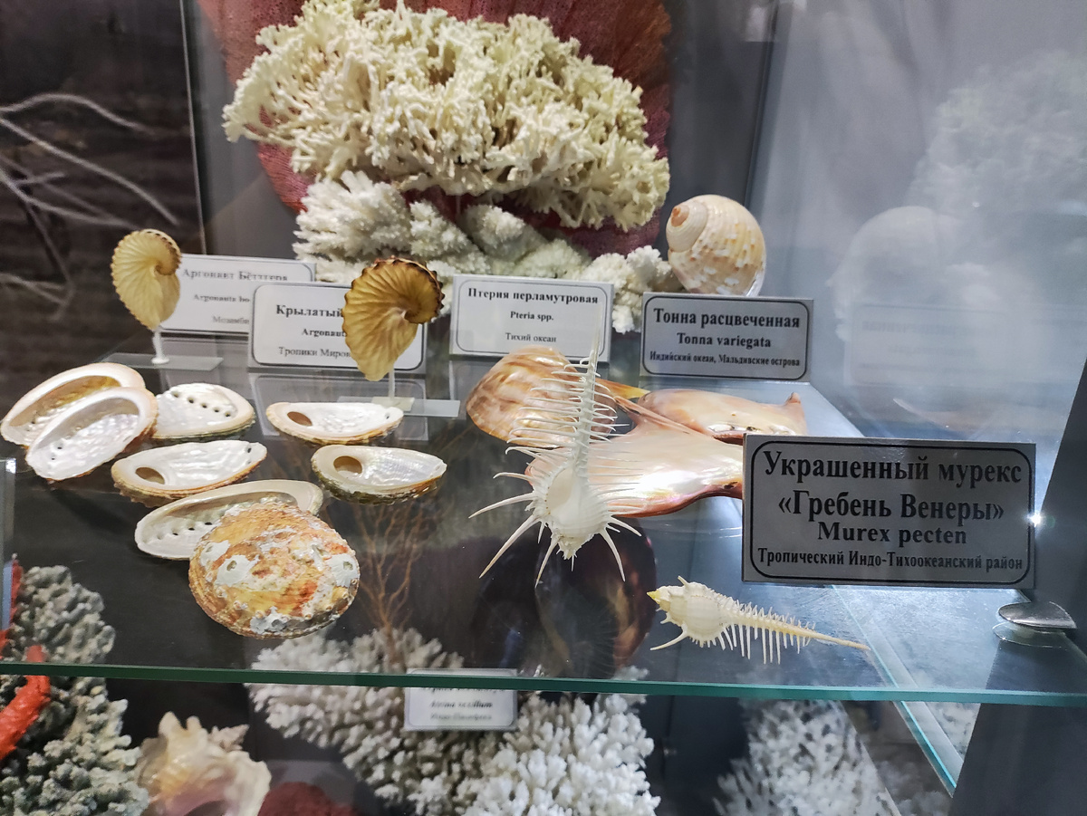 Экзотические раковины блистают перламутром