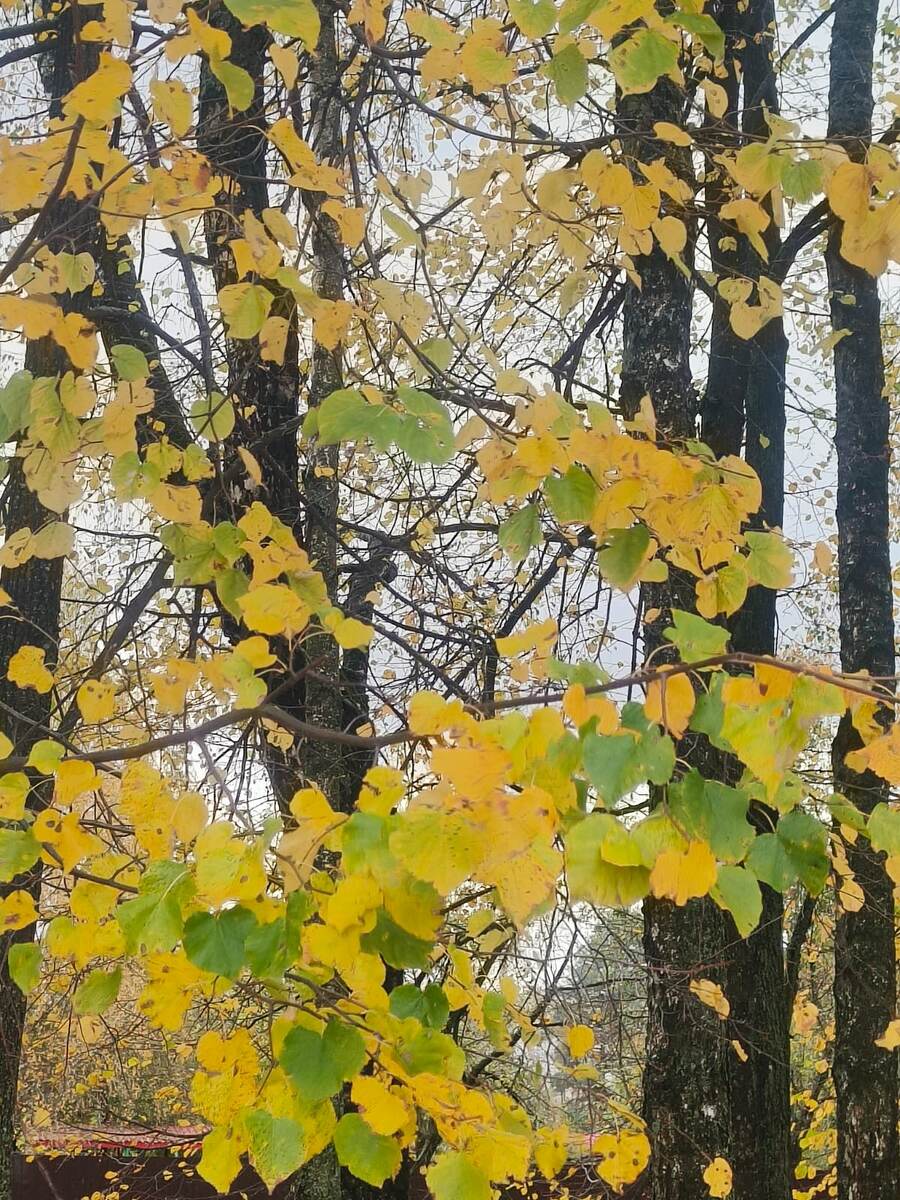 Фото Людмилы Комогорцевой