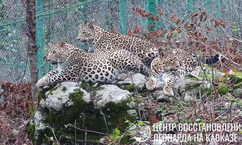 Фото t.me/leopardcenter 